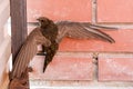 Scared brown baby swallows hanging with open wings on brick wall