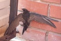 Scared brown baby swallows hanging with open wings on brick wall