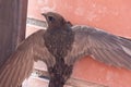 Scared brown baby swallows hanging with open wings on brick wall