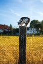 Scared cat on a fence post Royalty Free Stock Photo