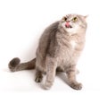 The scared cat has pressed ears and has recoiled back Royalty Free Stock Photo