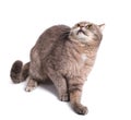 The scared cat has pressed ears and has recoiled back Royalty Free Stock Photo