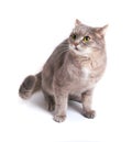 The scared cat has pressed ears and has recoiled back Royalty Free Stock Photo