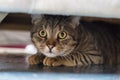 Scared cat hiding under a chair Royalty Free Stock Photo