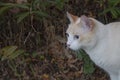 Scared cat on his first walk