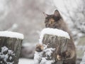 Scared cat on an old snow-covered fence Royalty Free Stock Photo