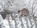 Scared cat on an old snow-covered fence Royalty Free Stock Photo