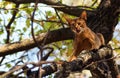 Scared cat outdoors on tree Royalty Free Stock Photo