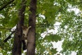 Scared cat on the tree Royalty Free Stock Photo