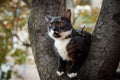 A scared cat on a tree Royalty Free Stock Photo