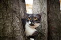 A scared cat on a tree Royalty Free Stock Photo