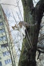 Scared cat in a tree near a building Royalty Free Stock Photo