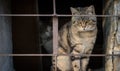 Scared cats behind bars