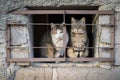 Scared cats behind bars