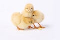 Scared chicks Royalty Free Stock Photo