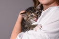 Scared cute fluffy kitten on owner& x27;s shoulder against gray background. Closeup of kitten Royalty Free Stock Photo