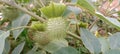 Scared datura plant Royalty Free Stock Photo