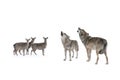 Scared deer with fear looks at howling wolves isolated on white Royalty Free Stock Photo