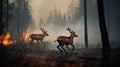 Scared deers family runs away from forest fire, largest wildfire in woods natural disaster Royalty Free Stock Photo