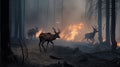 Scared deers family runs away from forest fire, largest wildfire in woods natural disaster Royalty Free Stock Photo