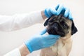 Scared of doctors. Cute scared pug dog puppy at medical checkup. emotional dog expresses fear, Veterinarian gloves