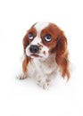 Scared dog. Cavalier king charles spaniel puppy studio photo. Scared or guilty face. King charles spaniel photography