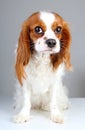 Scared dog. Cute abandoned scared guity face cavalier king charles spaniel dog pet animal photo. Scared dog puppy on