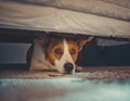 Scared dog hiding under the bed