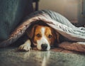 Scared dog hiding under the blanket