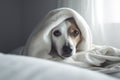 Scared dog hiding under blanket.