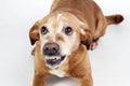 Scared dog lying on the floor with vicious expression. Royalty Free Stock Photo