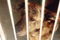 scared dog in shelter cage with sad crying eyes , emotional moment, adopt me concept, space for text. Royalty Free Stock Photo