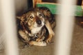 scared dog in shelter cage with sad crying eyes , emotional moment, adopt me concept, space for text. Royalty Free Stock Photo