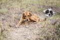 Frightened street dogs in the park lie on the grass.