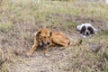 Frightened street dogs in the park lie on the grass.