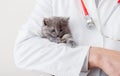 Scared fluffy gray kitten in doctor veterinarian hands in white uniform with stethoscope. Kitten cat portrait. White background Royalty Free Stock Photo