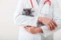 Scared fluffy gray kitten in doctor veterinarian hands in white uniform with stethoscope. Kitten portrait. Baby cat in Veterinary Royalty Free Stock Photo