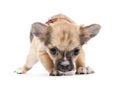 Scared funny Chihuahua puppy