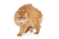 Scared Ginger Persian cat