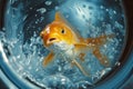 Scared golden fish inside washing machine drum with water flow and splashes