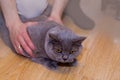 Scared gray cat british keep on the floor before vaccination