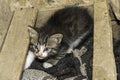 Scared gray kitten hiding in the wooden box