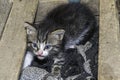 Scared gray kitten hiding in the wooden box