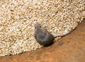 scared gray rodent mouse sitting in a barrel with a supply of wheat grains and spoil the harvest