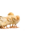 Scared group of chicks Royalty Free Stock Photo