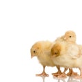 Scared group of chicks Royalty Free Stock Photo