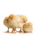 Scared group of chicks Royalty Free Stock Photo