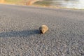 Really scared hedgehog on the asphalt road , trying to escape from the burning, smoking dried vegetation