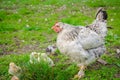 A scared hen Royalty Free Stock Photo