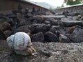 Quiet snail with shell on the railway